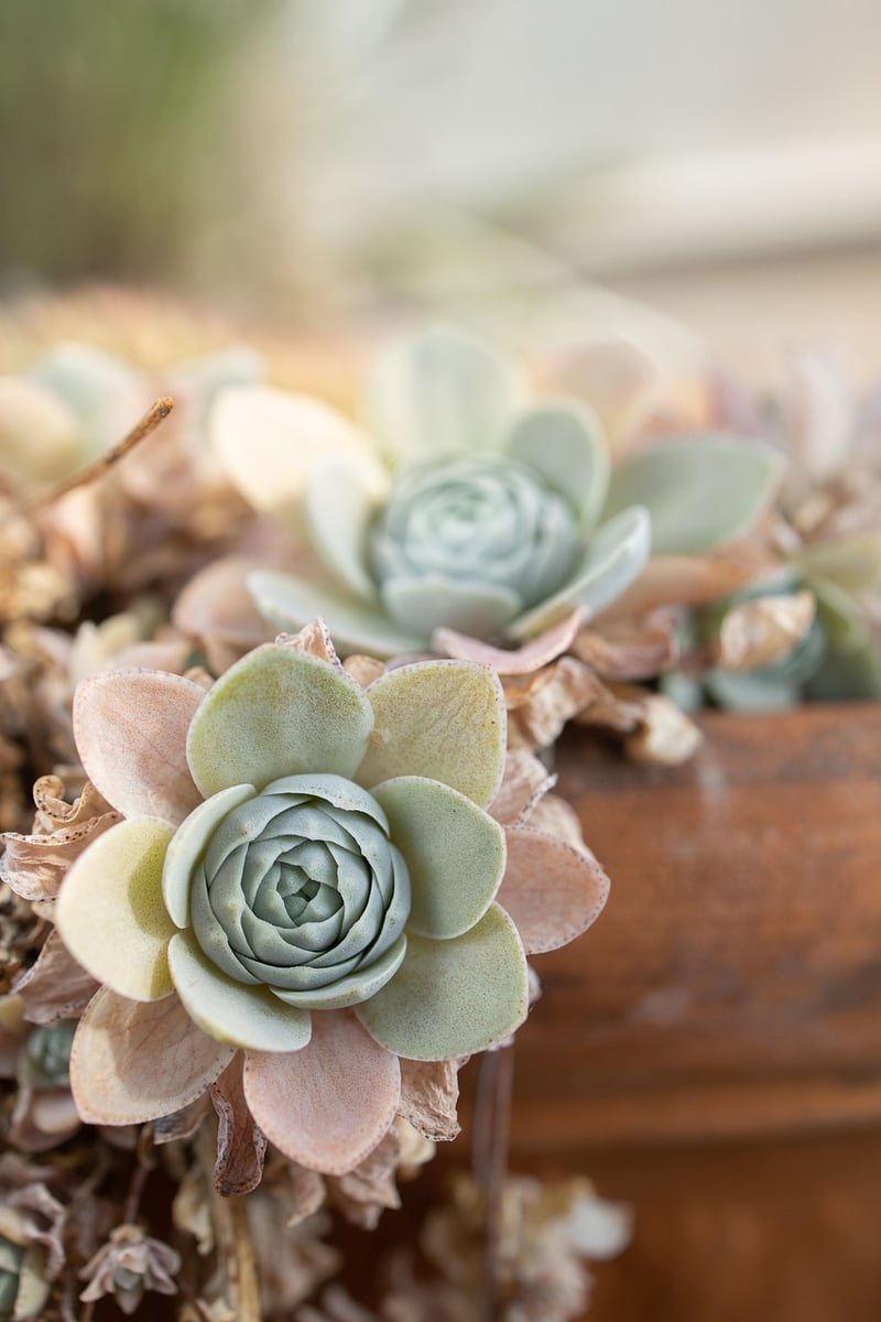 Magical Plants