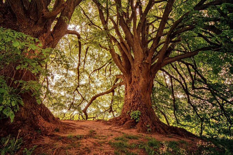 Magical Woodlands
