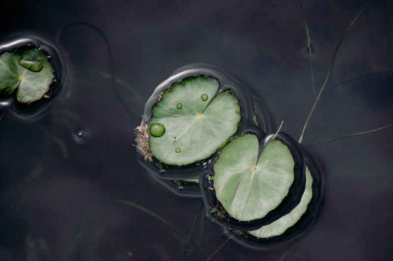 Blue Lotus